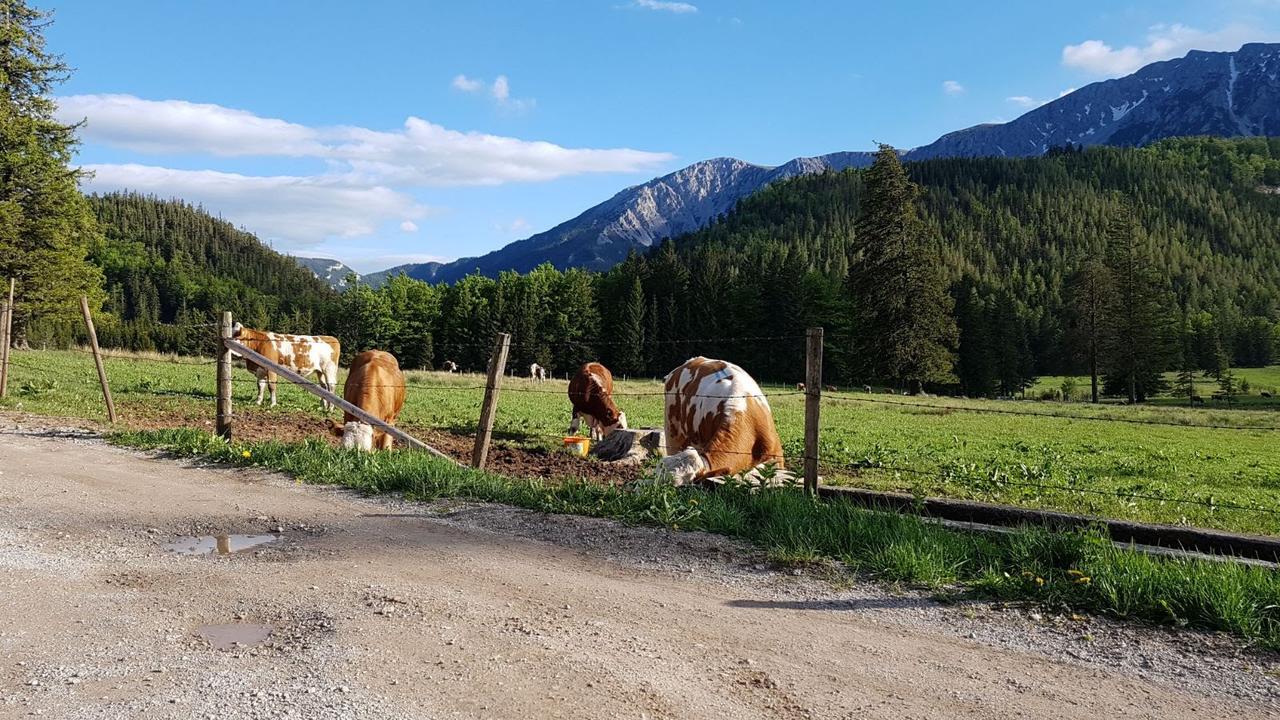 Ferienwohnungen Mamauwiese Gutenstein Buitenkant foto
