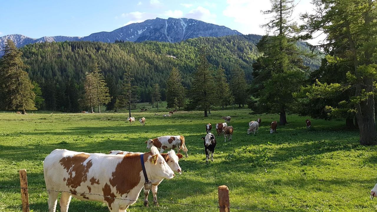 Ferienwohnungen Mamauwiese Gutenstein Buitenkant foto